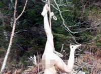 全裸倒吊树上图：什么民族男女混浴