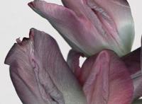 女性私处花朵分型图片：女性生殖系统解剖图