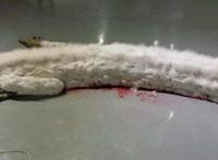 界上仅存的三条蛟龙图片