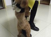 泰迪狗为什么要日女生图：女生为什么不能养泰迪