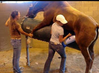 采精师跟公马采精全过程图片：马和驴交配实录