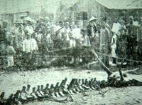 98年洪水冲出龙尸图