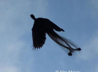 有人拍到凤凰的真实图片