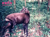 有人拍到了麒麟图片