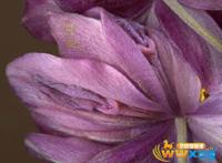 女性十大名器图文并茂：b的十大名器图片欣赏