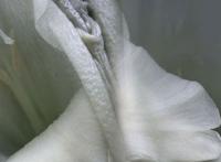 传说中的女人十大名器:十大名器馒头鉴赏面相