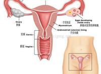 女人的子宫在哪里位置图解