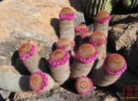 关于男人的大棒子：男人的那个东西有多大图片