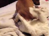 赵一曼受刑生理反应：赵一曼受刑视频播放