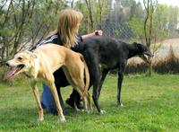 狗鞭入女人体：狗的东西有多大图