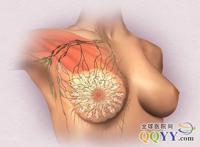 美女解剖乳房图片大全：女性全身解剖图片大全