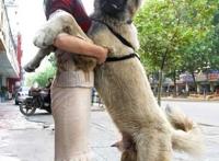 勃起的大狗生殖器图片：勃起的大狗生殖器有多大？