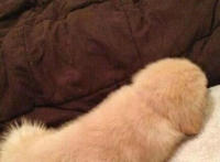 阴虱图片：男人阴茎多粗,示意图