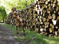 裸模拍摄视频现场图片：自然风光裸模，叶贤