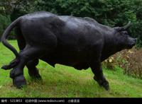 活活牛鞭牛鞭图片图库:水牛牛欢喜图 活活牛鞭牛鞭图片图库:水牛牛欢喜图