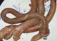 牛鞭在牛身上的图片:牛鞭的处理过程图 牛鞭在牛身上的图片:牛鞭的处理过程图