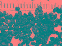 冬天喝白酒暖胃 千万不要吃韭菜