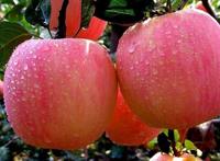 夏季养生小常识 吃苹果6大禁忌