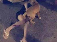 被牧羊犬进入真实故事：少妇与狗真实故事