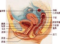 阴唇里面有白色的图片:第一次进不去,什么姿势 阴唇里面有白色的图片:第一次进不去,什么姿势