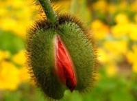 性生殖器的花朵图片：最美的女人生殖器花朵 花朵是植物的生殖器