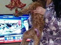 泰迪生殖器长什么样子：泰迪生殖器怎么那么大图解