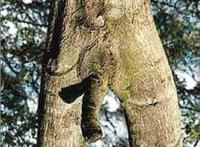 阴阳图片大全集：长阳具图片大全