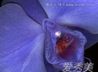 女性多种外阴形状图:女性外阴大小区別图  女性多种外阴形状图:女性外阴大小区別图