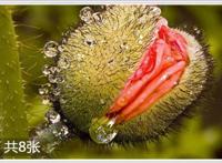 /英国女人的生殖器官：最美女殖器图片。