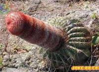 天下大同老人玉兔图片:老汉的老几几图片大全 天下大同老人玉兔图片:老汉的老几几图片大全