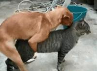 肛门塞了20个球番号：夜总会使用肛塞的图片 嫣儿肛塞尾巴服装