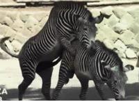 需要带肛塞的学校 肛塞怎么用视频gif：女的出门为什么带肛塞