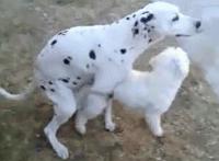 av小视频(自慰)：1923黄3色视频(免费) 疯狂多人性_交