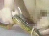 女孩在尿道里塞黄鳝：往女生尿道里塞冰 女生塞黄鳝故事