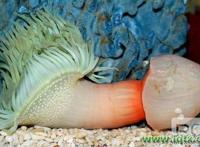 外国人的阴茎和图片|:世界上最大的阴茎,图片 外国人的阴茎和图片|:世界上最大的阴茎,图片