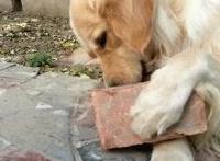 手伸进了内裤,摸黑森林 男友从后面手伸进内衣：把手伸到内裤里亲吻