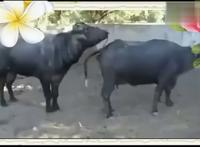 真活牛身上的牛鞭图片：牛鞭为什么会那么大