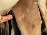 牛鞭是牛的哪个部位:牛鞭硬的时候照片 阴茎充血状态图 牛鞭是牛的哪个部位:牛鞭硬的时候照片 阴茎充血状态图