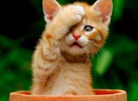 猫咪在偷笑搞笑表情, 猫咪在偷笑搞笑表情,