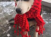 狼根红色好大好烫，这让老张忍不住的亢奋