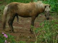 我和牛做了好大好爽