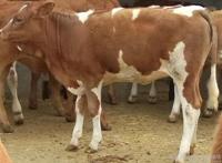 女人和公牛一配就进去 嗯粗大哦啊好硬哦