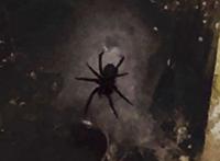 王黎伟为什么知道这么多他是怎么写出来的?