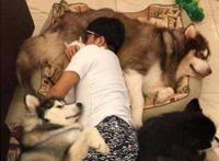 国民老岳公父个人简介 安学峰是谁？