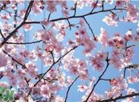 清明节可以说节日快乐吗？清明节能说节日快乐吗？