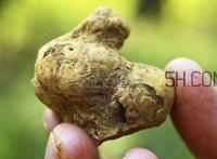 白松露是什么？白松露的功效与作用
