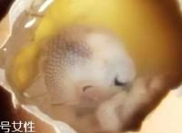 鸡仔胎怎么煮？鸡仔胎这样做更美味