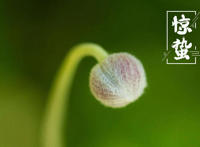 惊蛰是第几个节气 惊蛰是2022年的几月几日