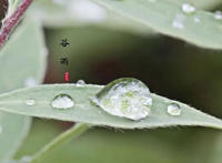 谷雨节气吃什么传统食物 谷雨节气养生吃什么