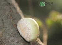 嫩板栗怎么保存？嫩板栗保存方法